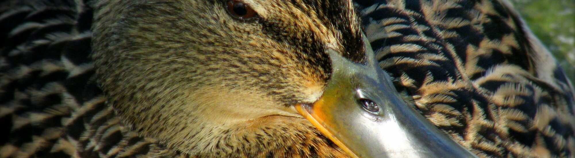 La Riserva Ornitologica di Wexford