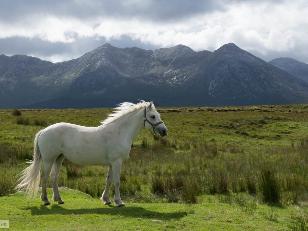 cheval connemara 1
