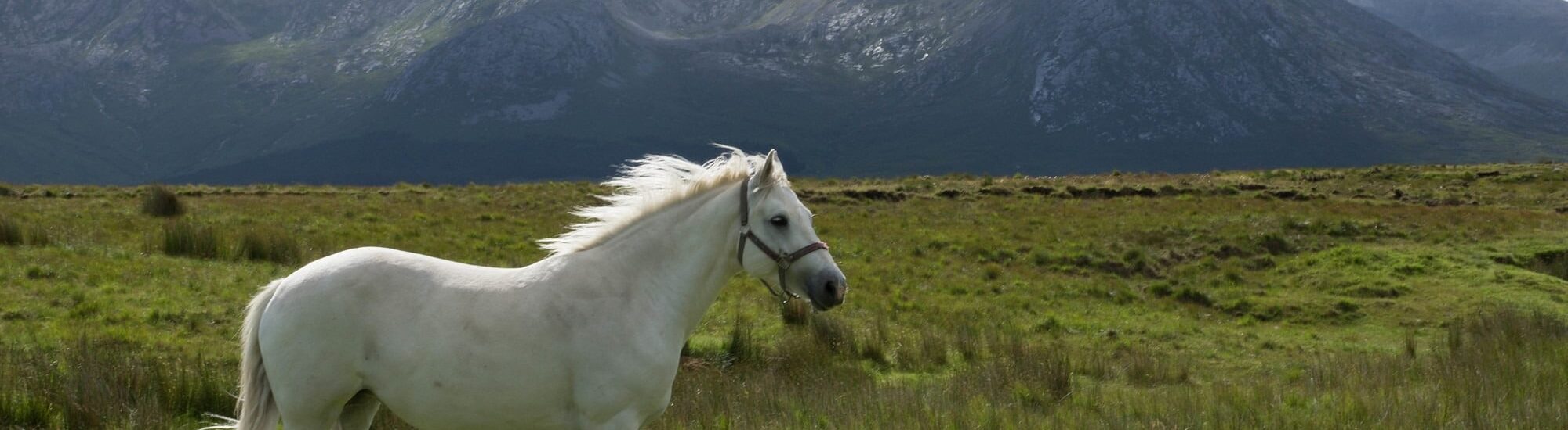 Il cavallo del Connemara
