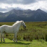 cheval connemara 1