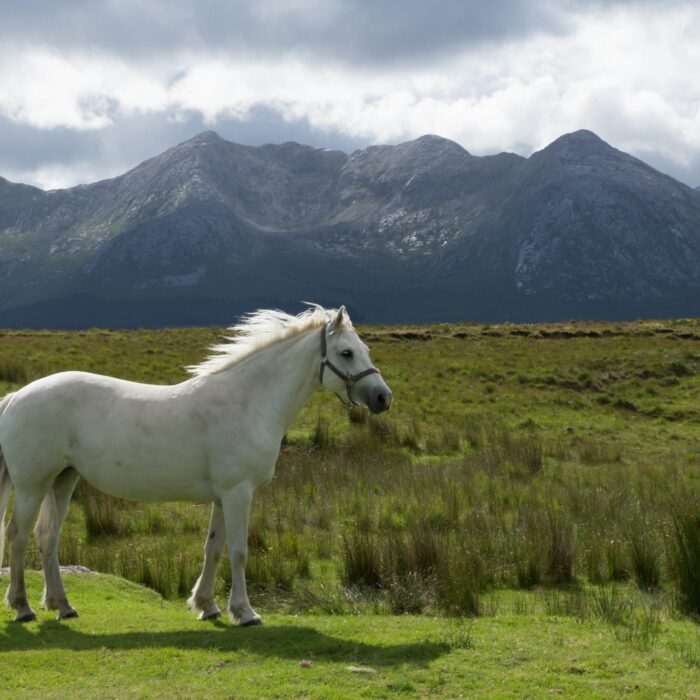 Un cheval du Connemara - janmennens - cc