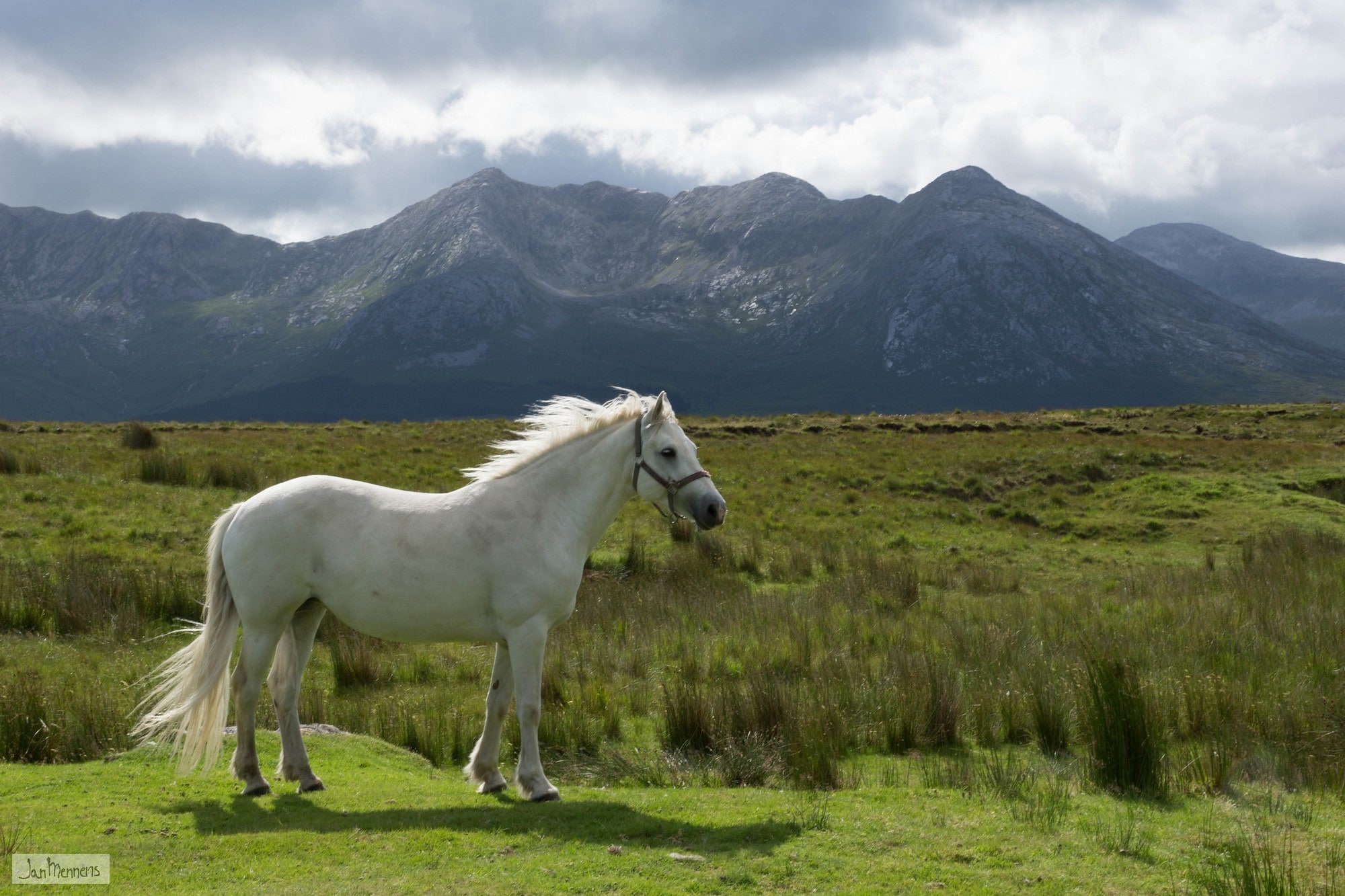 Le Pony Show