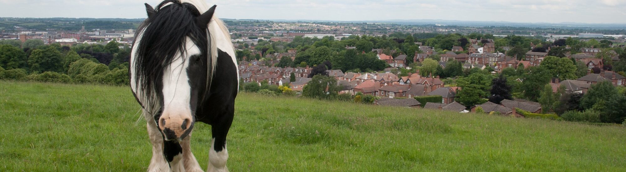 Irish Cob