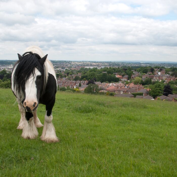 Irish Cob