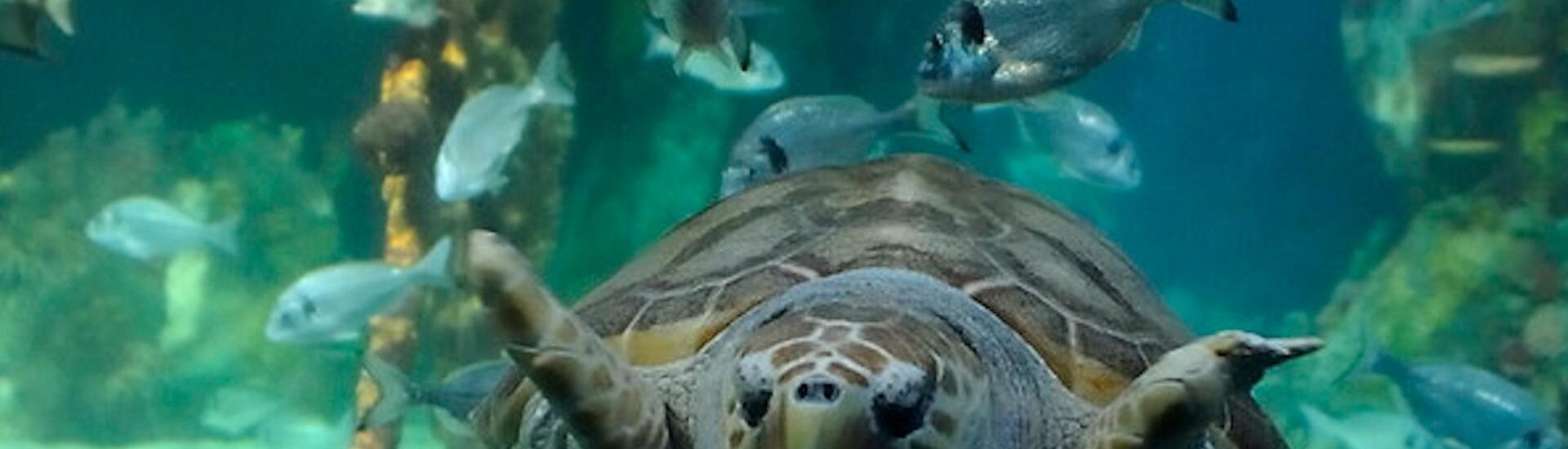 L’acquario Dingle OceanWorld