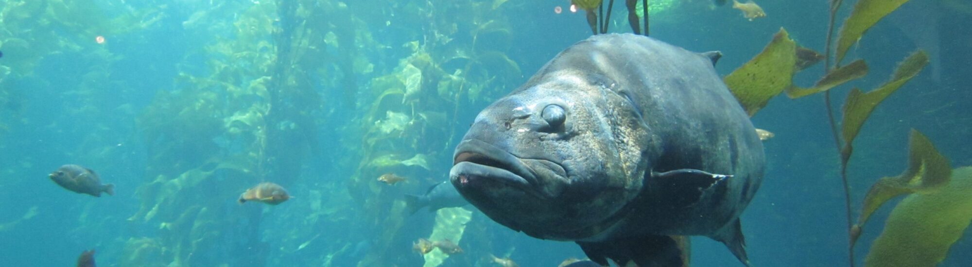 La Pesca del Branzino in Irlanda