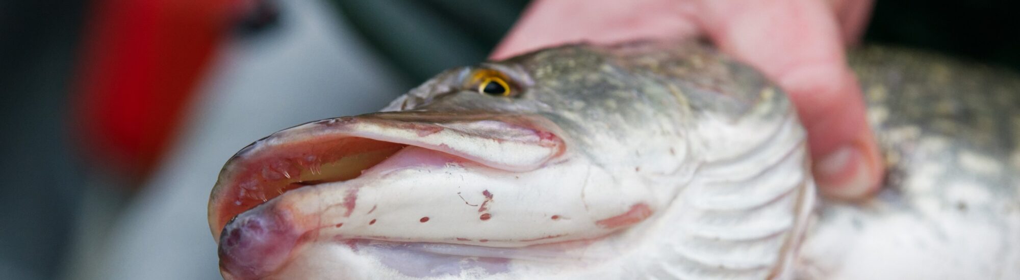 La pesca del luccio in Irlanda