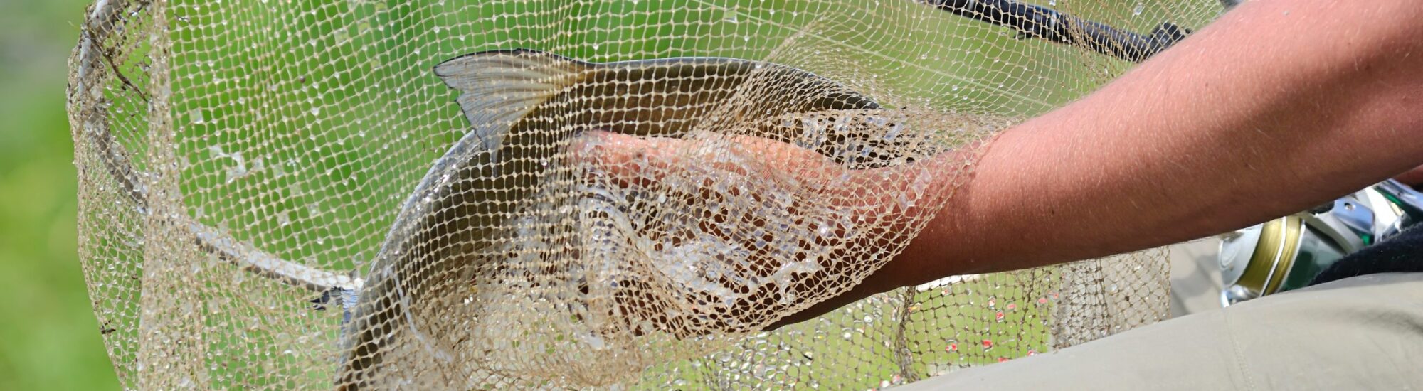 La regolamentazione della pesca in Irlanda
