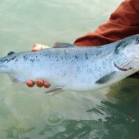 peche saumon