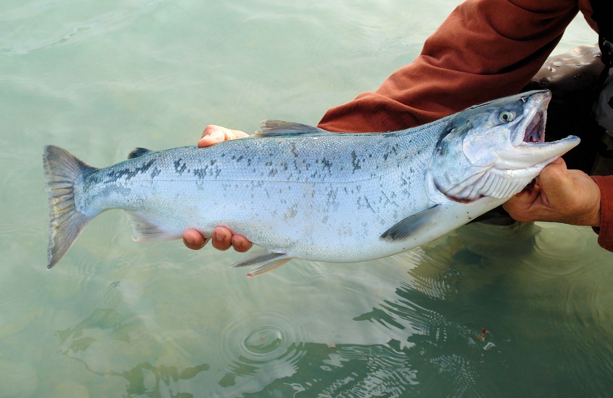 Ballina salmon festival
