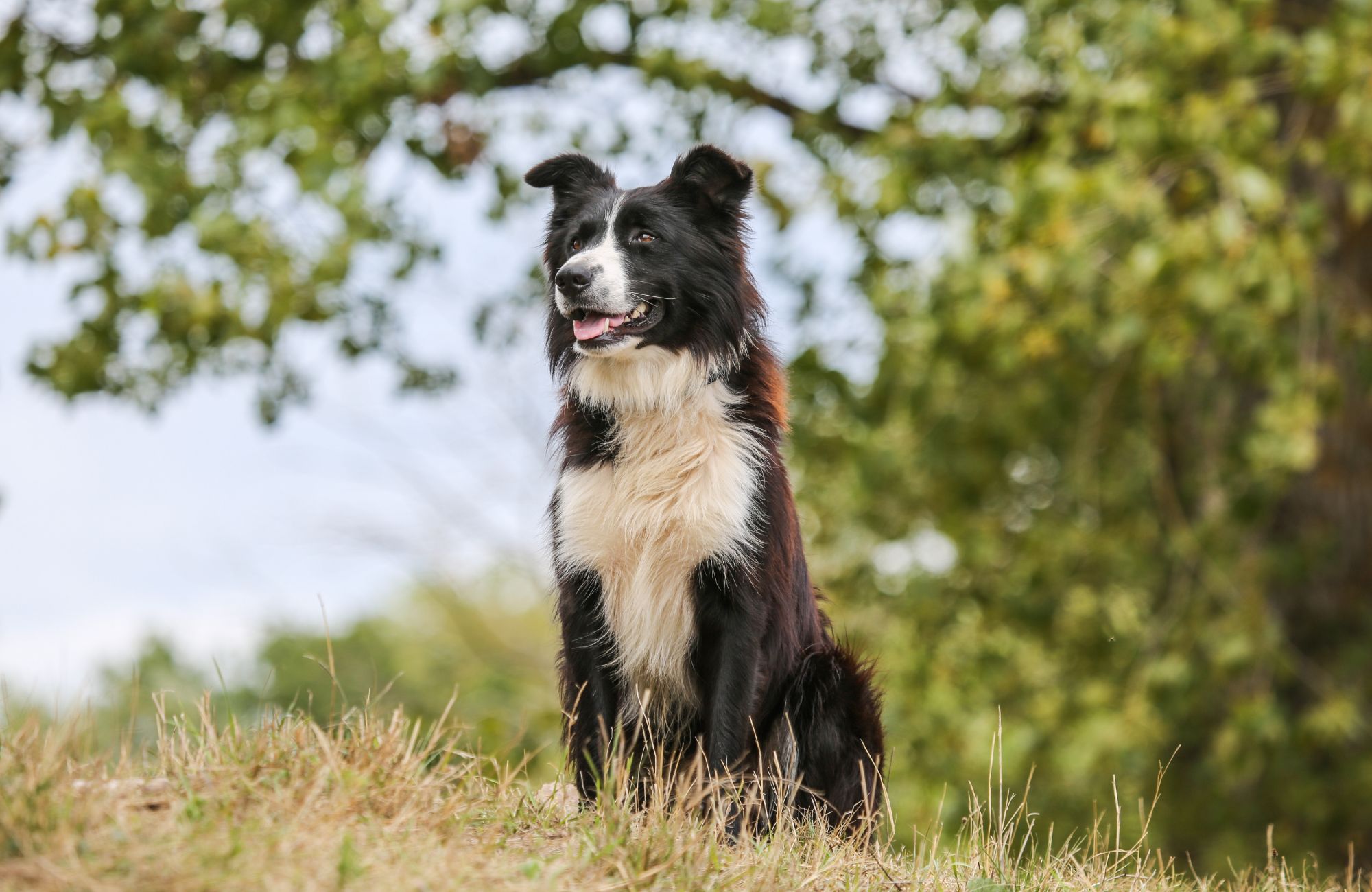Come viaggiare in Irlanda con il proprio cane?