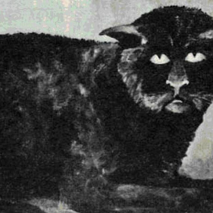 Il gatto di Killakee House
