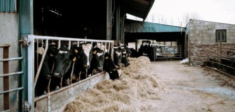The Calf House