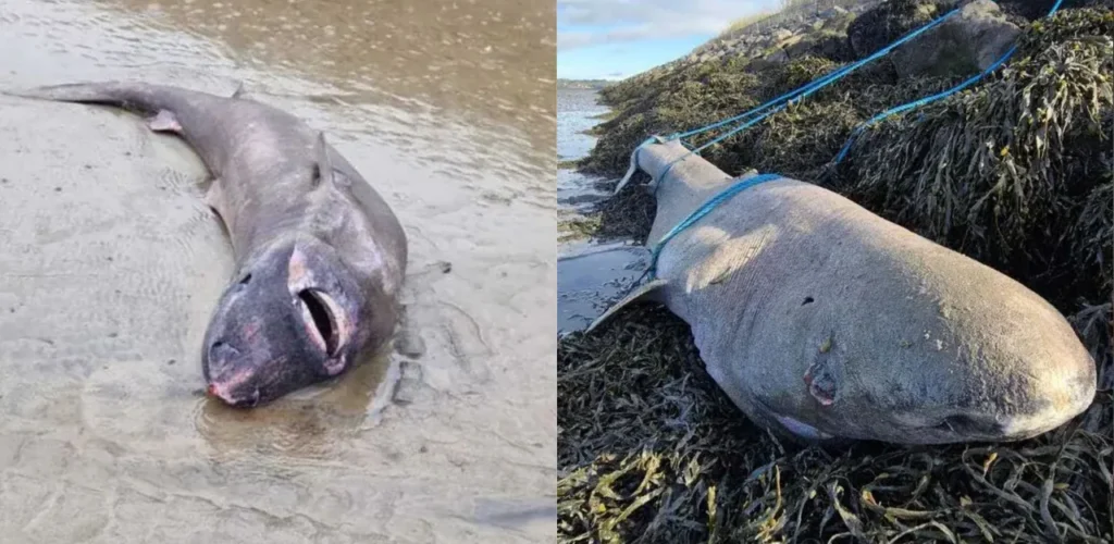 Uno squalo nato nel XIX secolo scoperto su una spiaggia in Irlanda