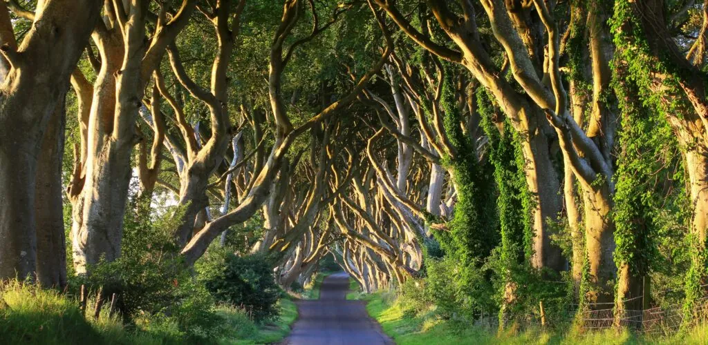 dark hedges 1