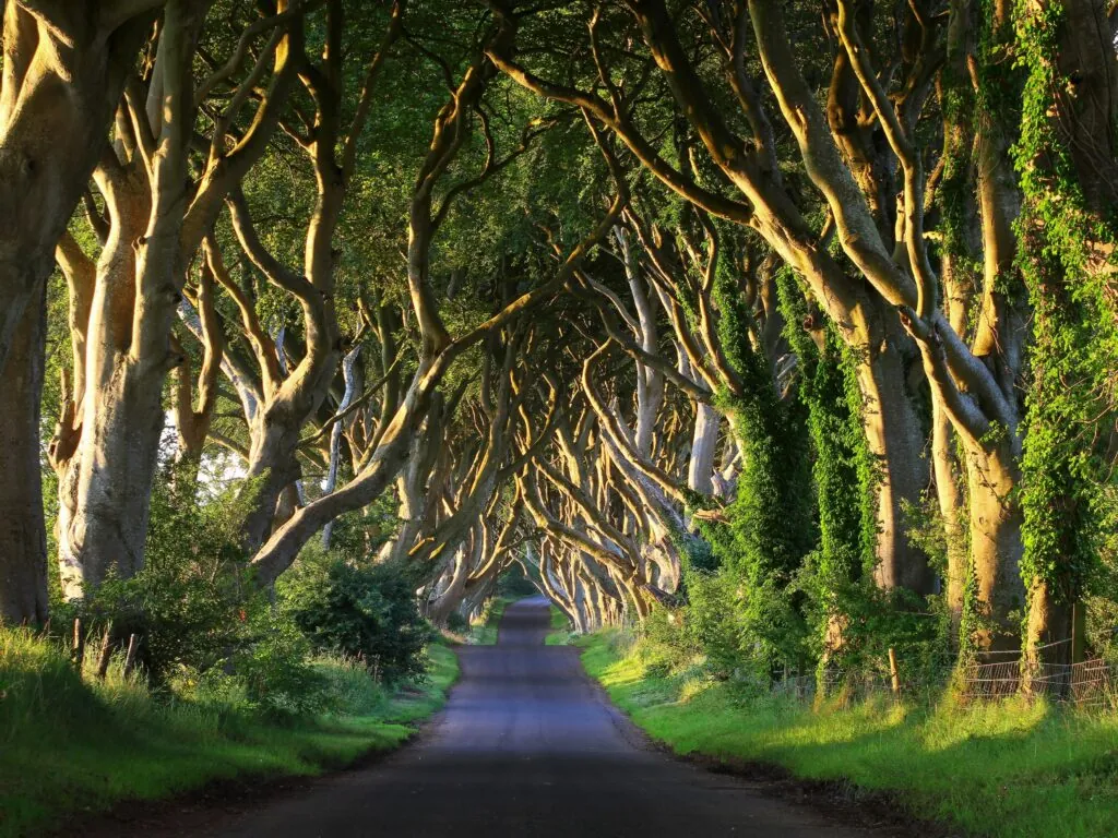 dark hedges 1