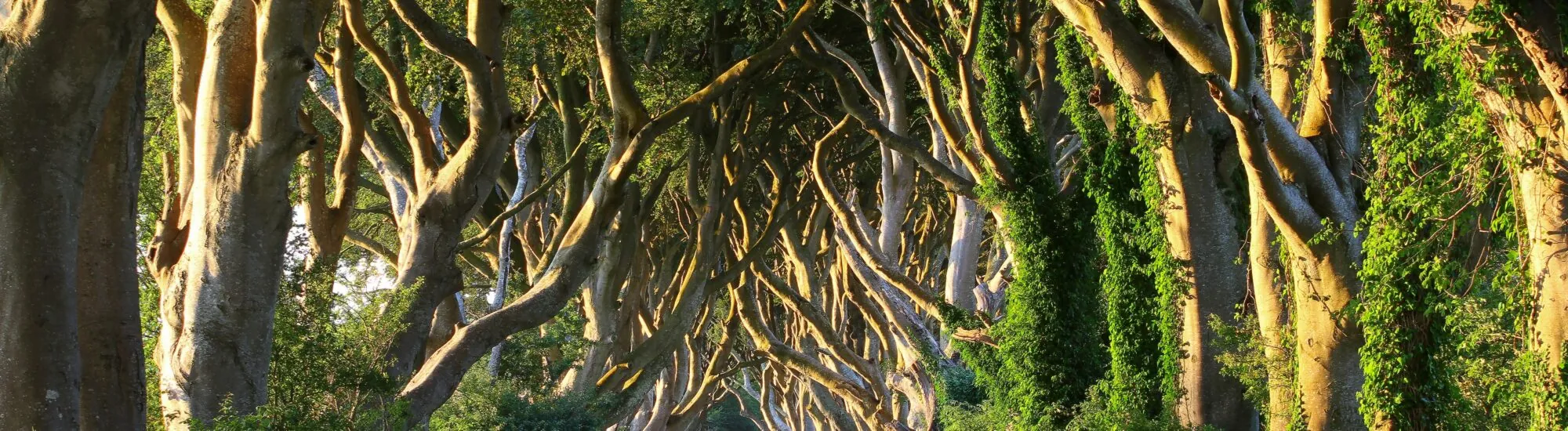Dark Hedges