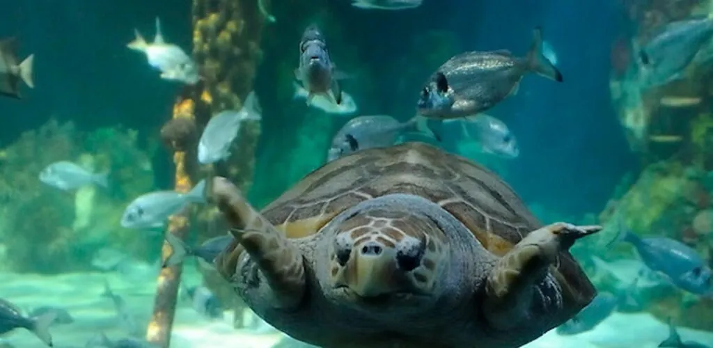 dingle oceanworld aquarium 1