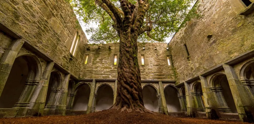 muckross abbey 3