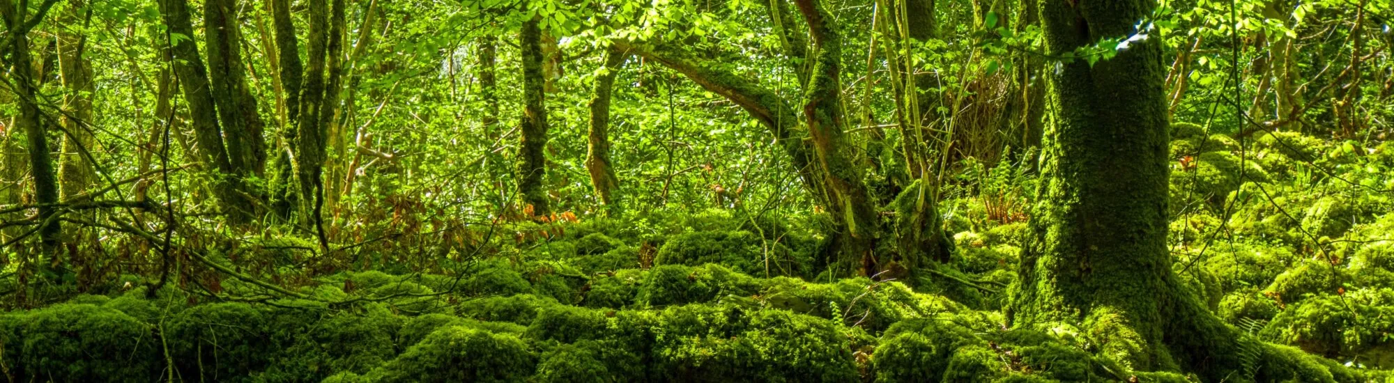 Sentiero Naturalistico Mossy Woods