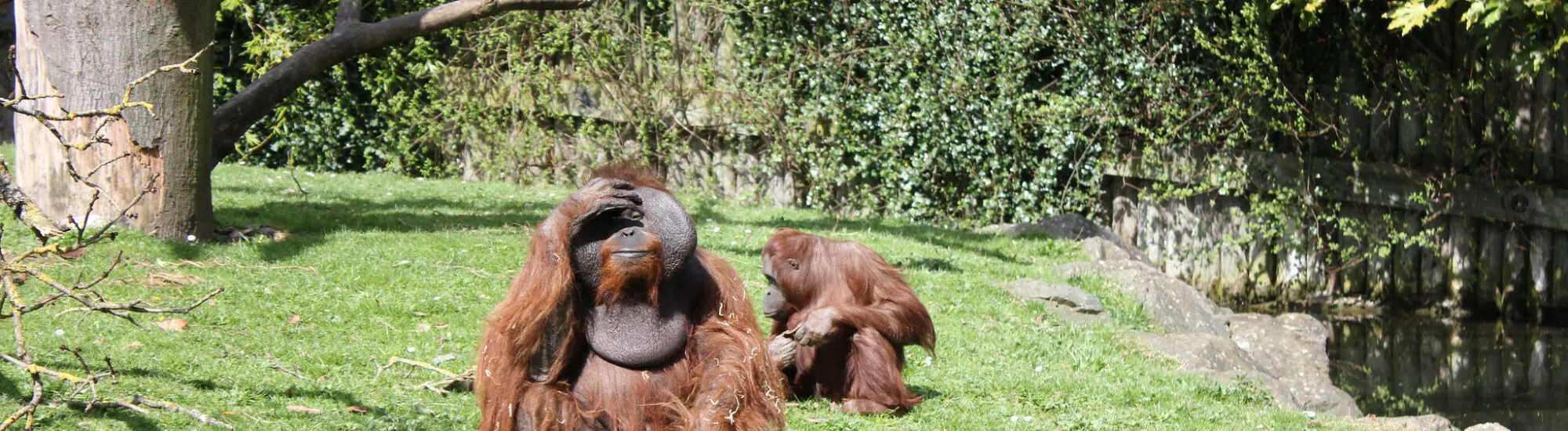 Lo Zoo di Dublino