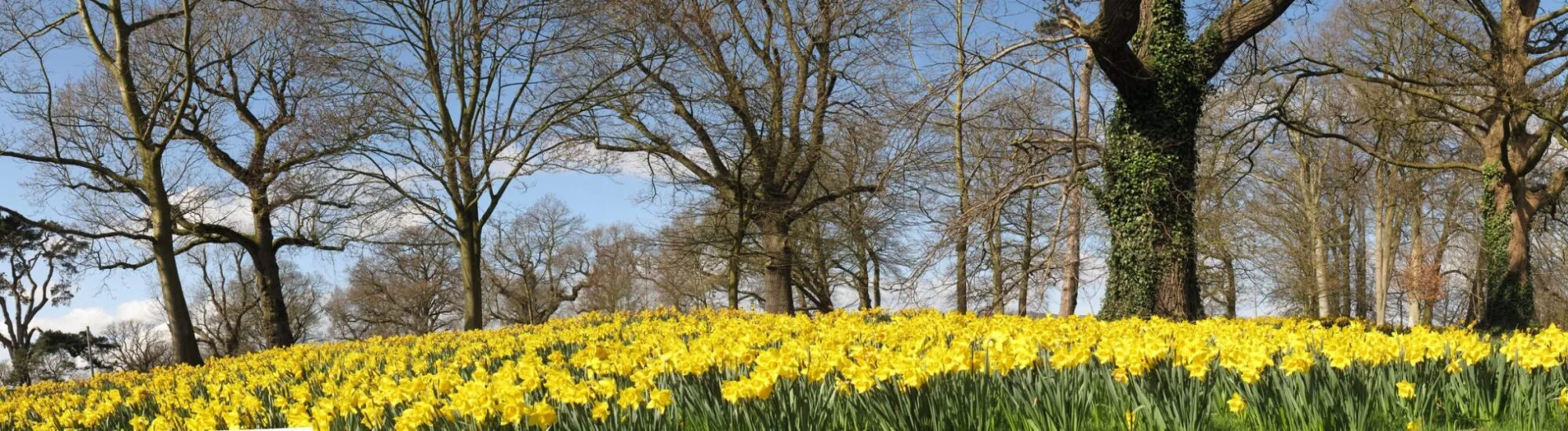 Il Barnett Demesne