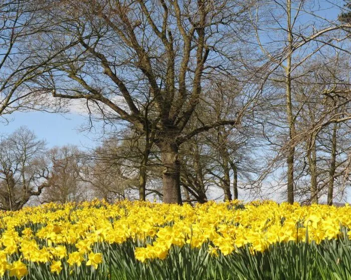 Un champ de jonquilles du Barnett Demesne - Kathryn Cochrane - cc