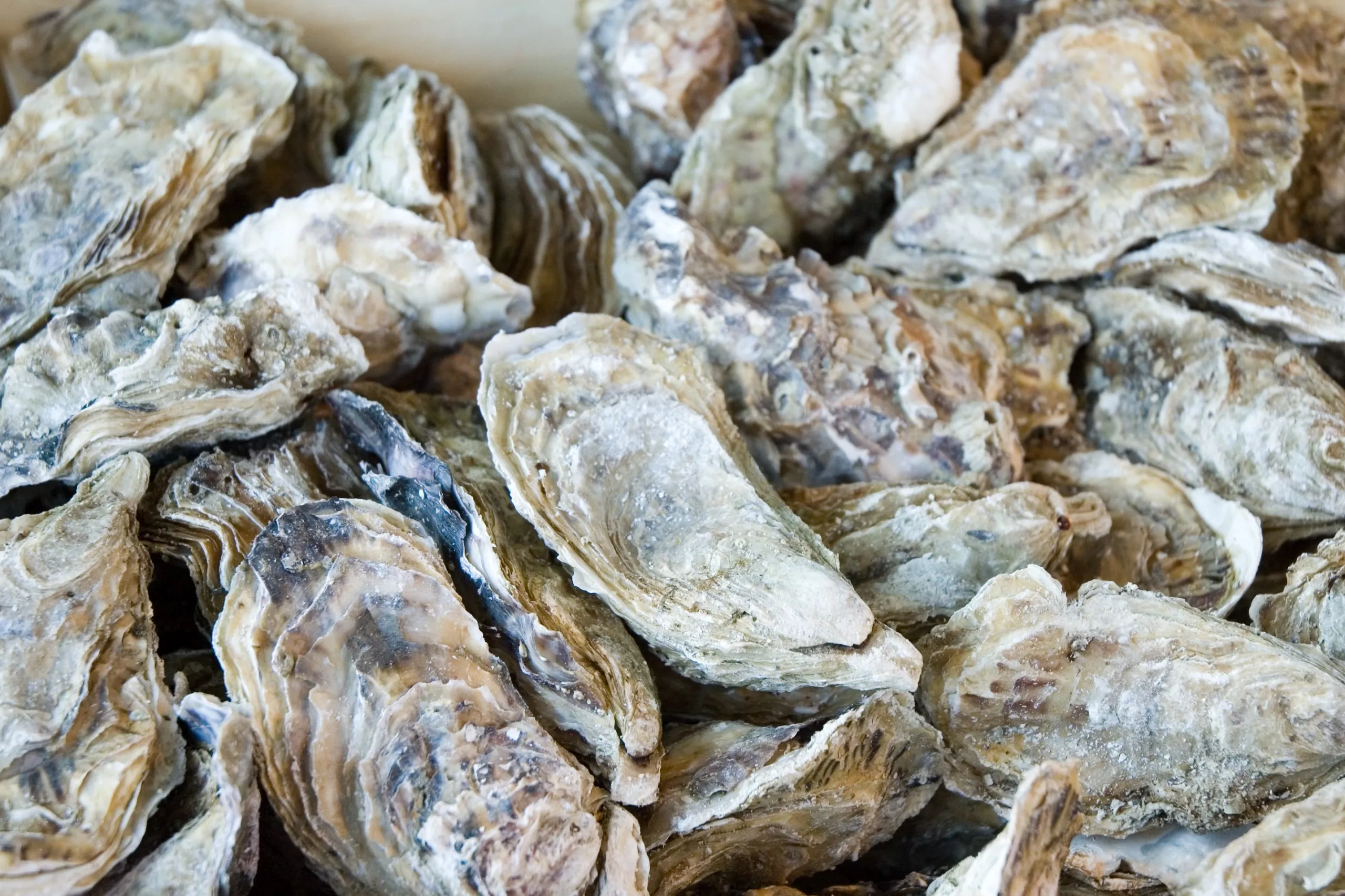 West Waterford Festival of Food