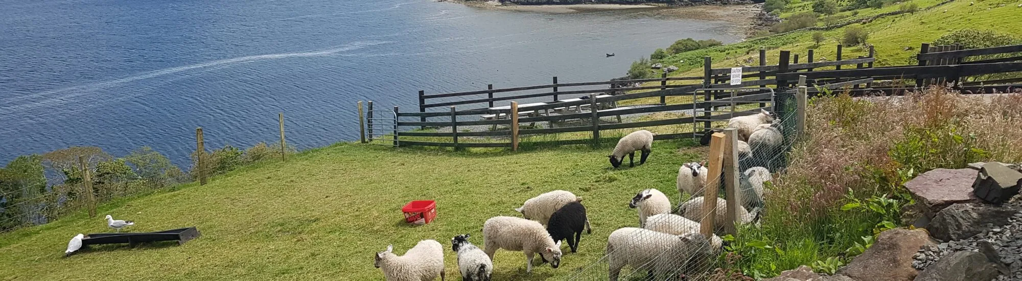 La Killary Sheep Farm