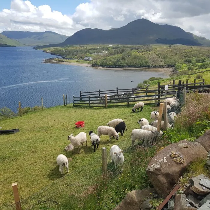 La Killary sheep farm - © Anika