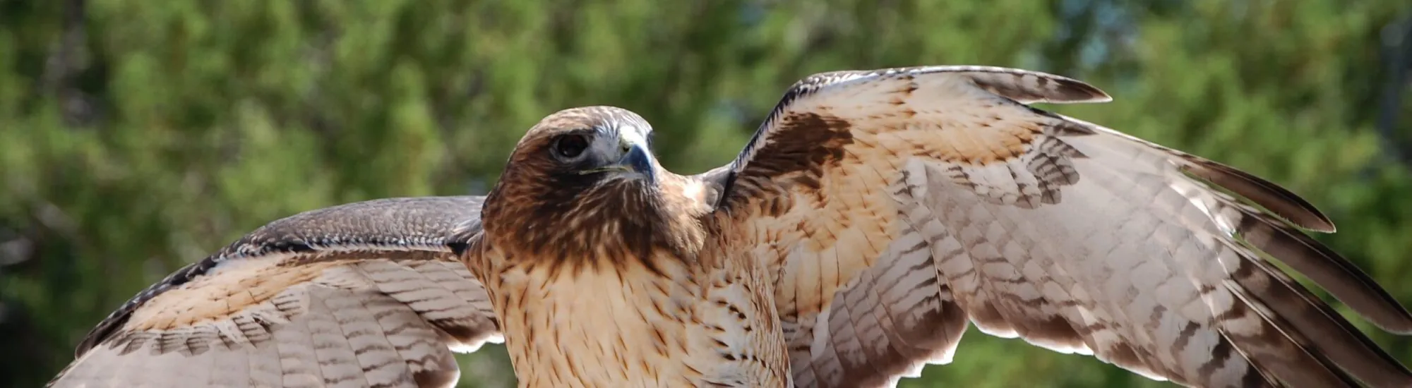 Mayfield Birds of Prey