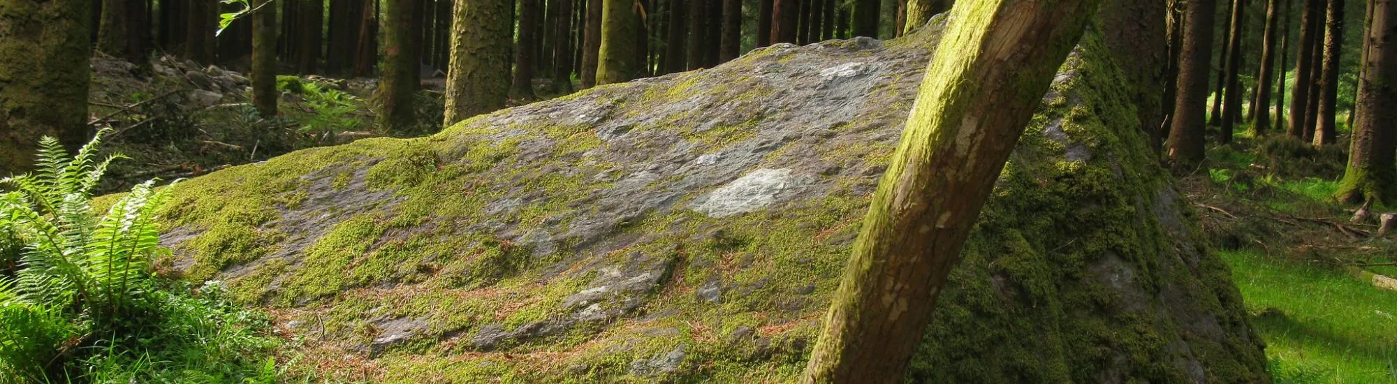 Le Gougane Barra Forest Park