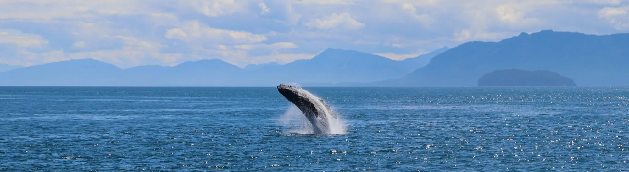 Whale Watch Westcork