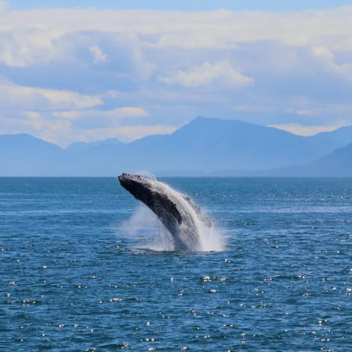 Une baleine - Navin75 - cc