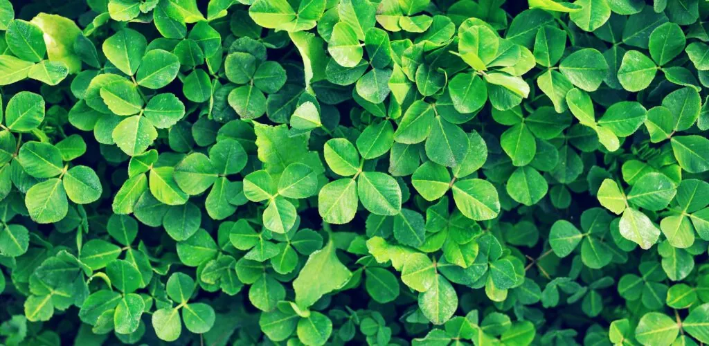 7 cose che non sai sul trifoglio irlandese