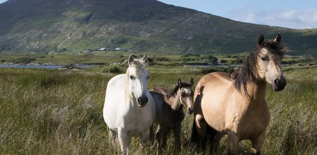 Contea di Kildare