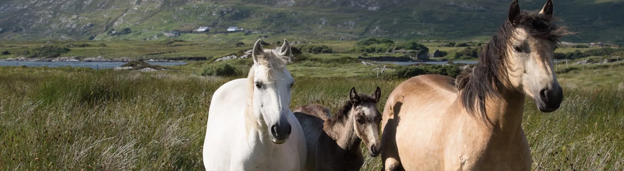 Contea di Kildare