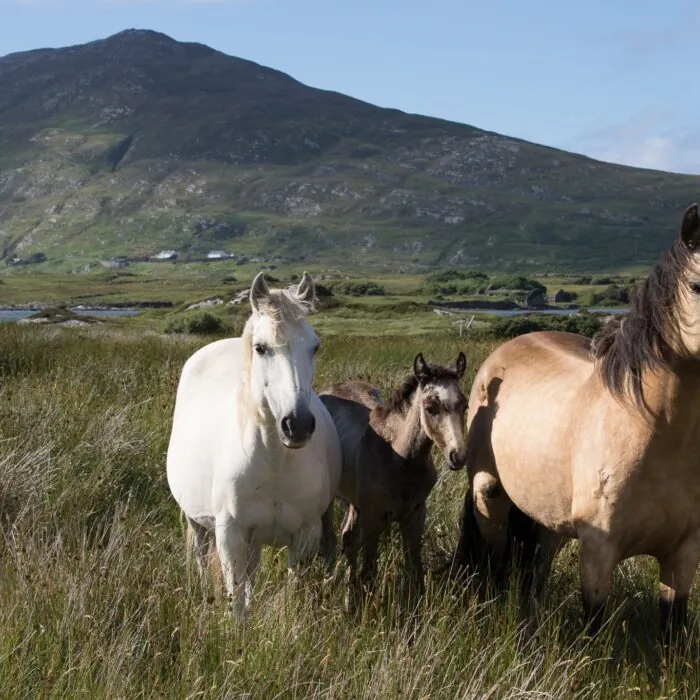 Des chevaux du Connemara - Tanya Hart - cc