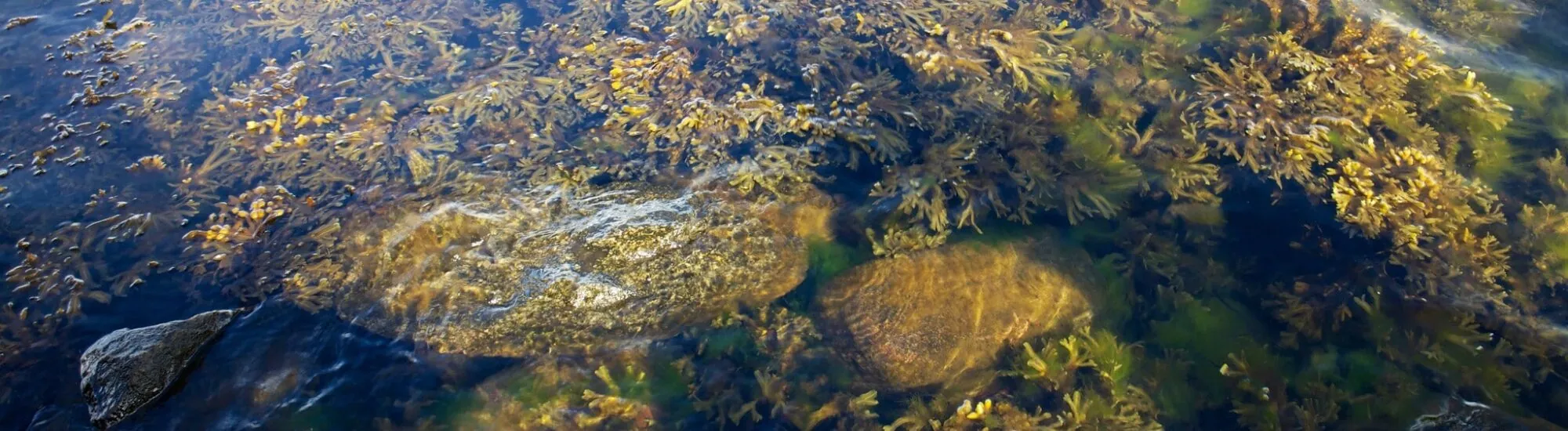 L’Atlantic Irish Seaweed