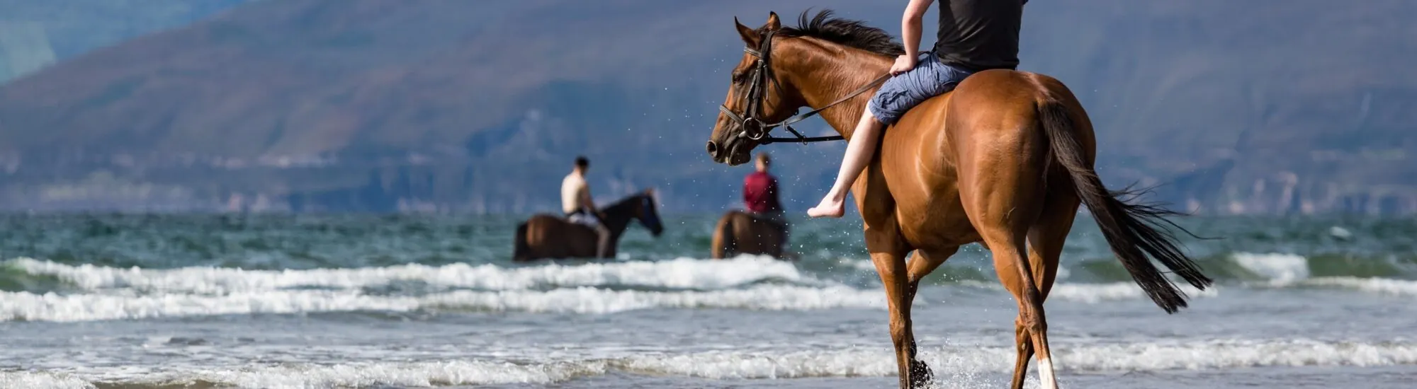 Animali in Irlanda