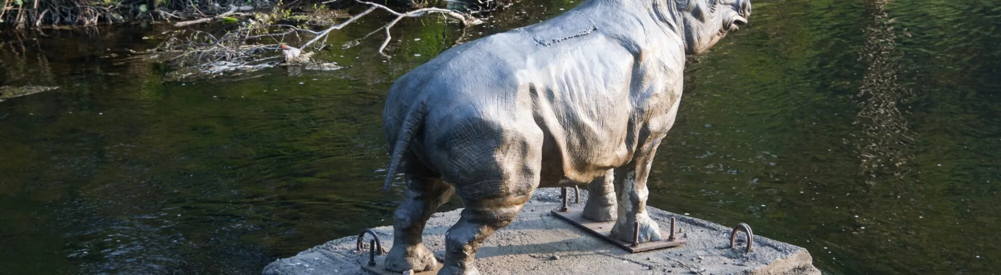 Le Dodder Rhino de Dublin - William Murphy - cc