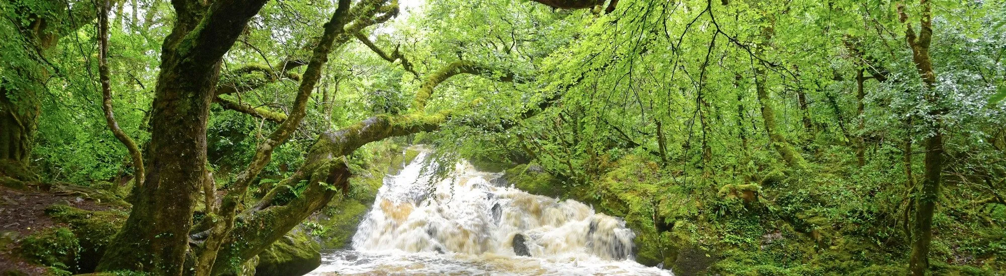 La Riserva Naturale di Glengarriff Woods