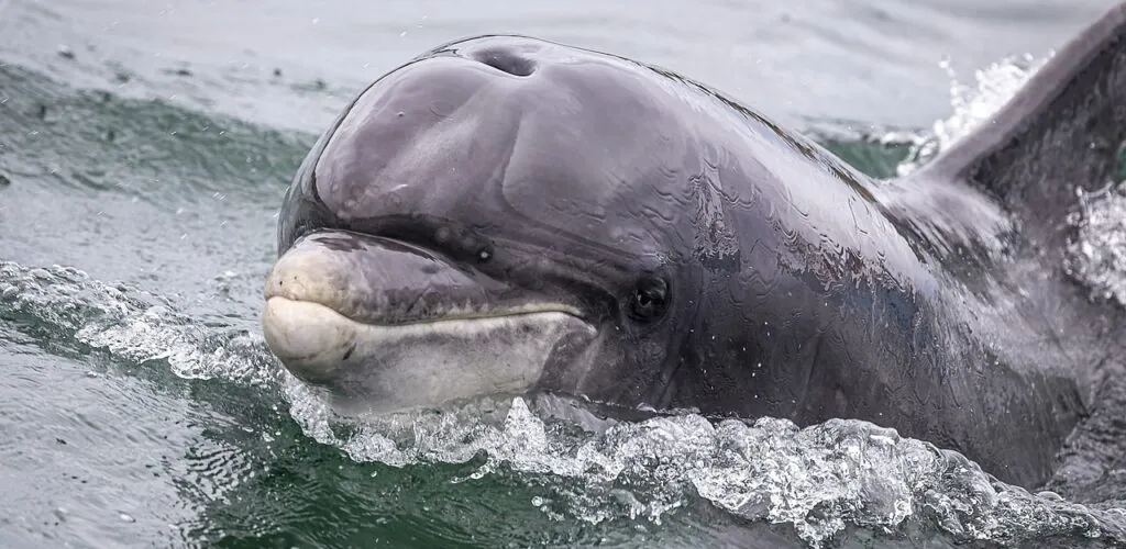 Il DNA di Fungie svela un nuovo segreto sul celebre delfino di Dingle