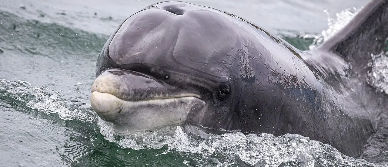 Il delfino Fungie