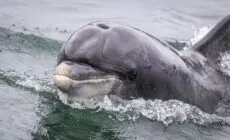 Fungie le dauphin de Dingle - Superbass - cc