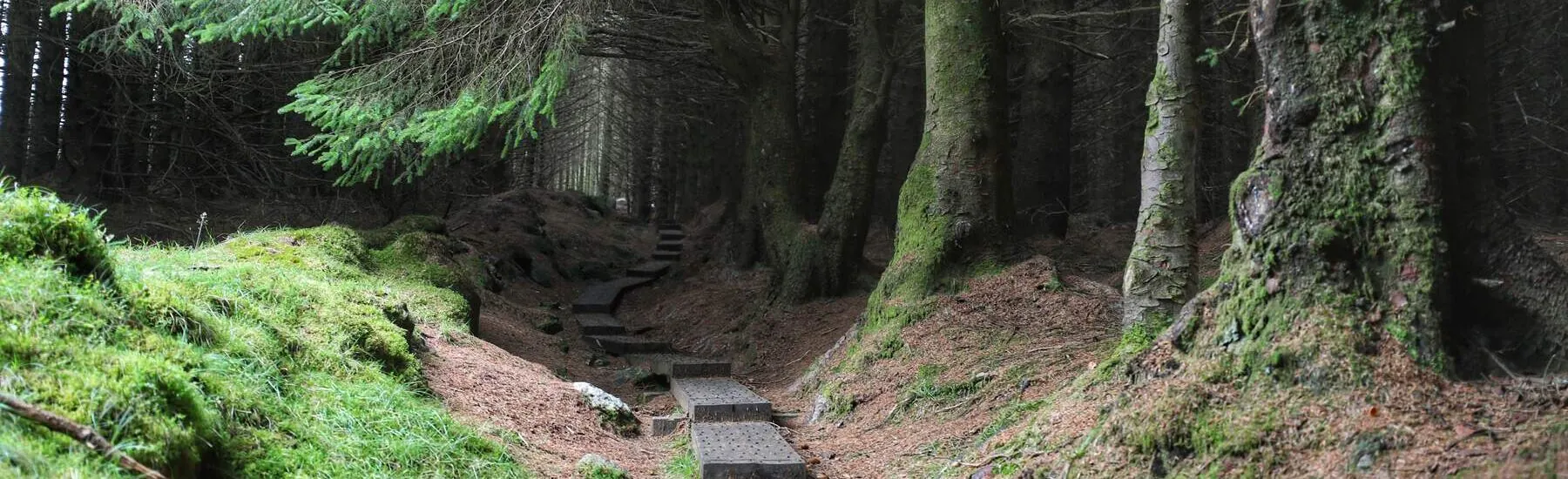 La foresta di Ballinastoe