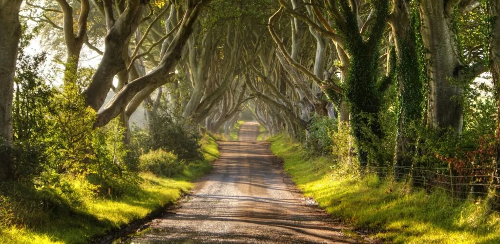 Dark Hedges: il viale di Game of Thrones minacciato