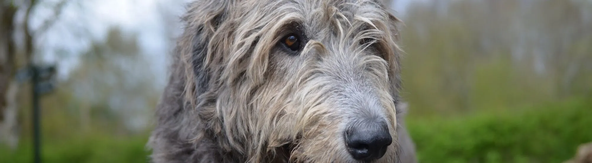 L’Irish Wolfhound