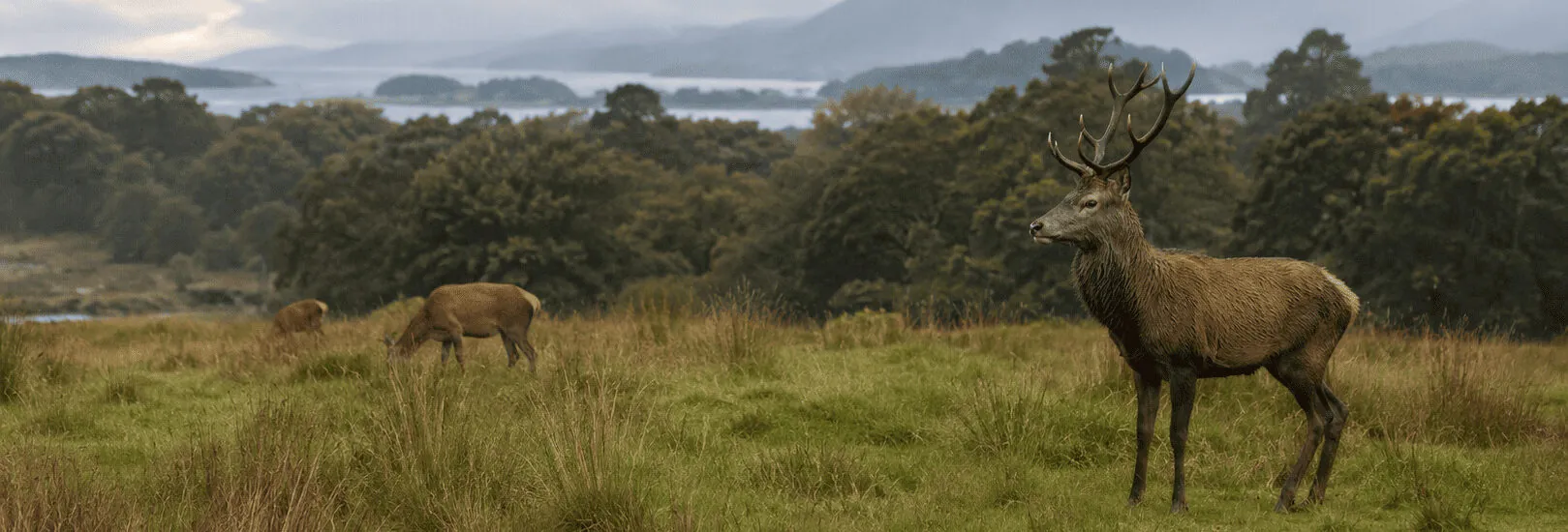 Dove osservare i cervi a Killarney?