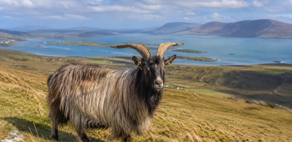 L’antica capra irlandese: la razza che l’Irlanda cerca di salvare dall’estinzione